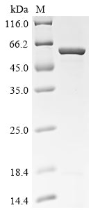 Greater than 85% as determined by SDS-PAGE.