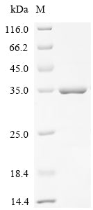 Greater than 85% as determined by SDS-PAGE.