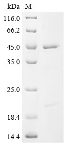 Greater than 85% as determined by SDS-PAGE.