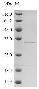 Greater than 90% as determined by SDS-PAGE.