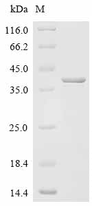 Greater than 85% as determined by SDS-PAGE.