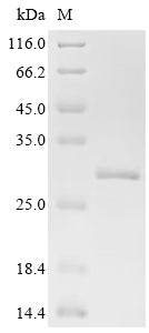 Greater than 95% as determined by SDS-PAGE.