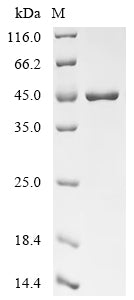 Greater than 85% as determined by SDS-PAGE.