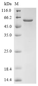 Greater than 90% as determined by SDS-PAGE.