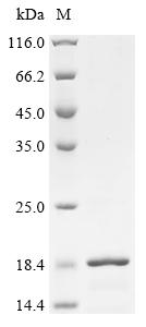 Greater than 90% as determined by SDS-PAGE.