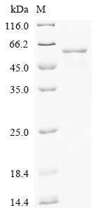 Greater than 85% as determined by SDS-PAGE.