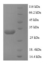 Greater than 90% as determined by SDS-PAGE.