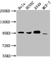 Western Blot  | Positive WB detected in: Hela whole cell lysate, HUVEC whole cell lysate, A549 whole cell lysate, MCF-7 whole cell lysate  | All lanes: CD44 antibody at 1:1500  | Secondary  | Goat polyclonal to Mouse IgG at 1/10000 dilution  | Predicted band size: 82, 4, 78, 77, 81, 79, 75, 54,47, 40, 44, 33, 74, 76, 38, 16 kDa  | Observed band size: 95 kDa