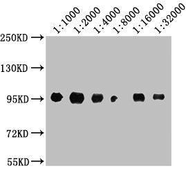 Western Blot  | Positive WB detected in: A549 whole cell lysate  | All lanes: CD44 antibody at 1:1000, 1:2000, 1:4000, 1:8000, 1:16000, 1:32000  | Secondary  | Goat polyclonal to Mouse IgG at 1/10000 dilution  | Predicted band size: 82, 4, 78, 77, 81, 79, 75, 54,47, 40, 44, 33, 74, 76, 38, 16 kDa  | Observed band size: 95 kDa