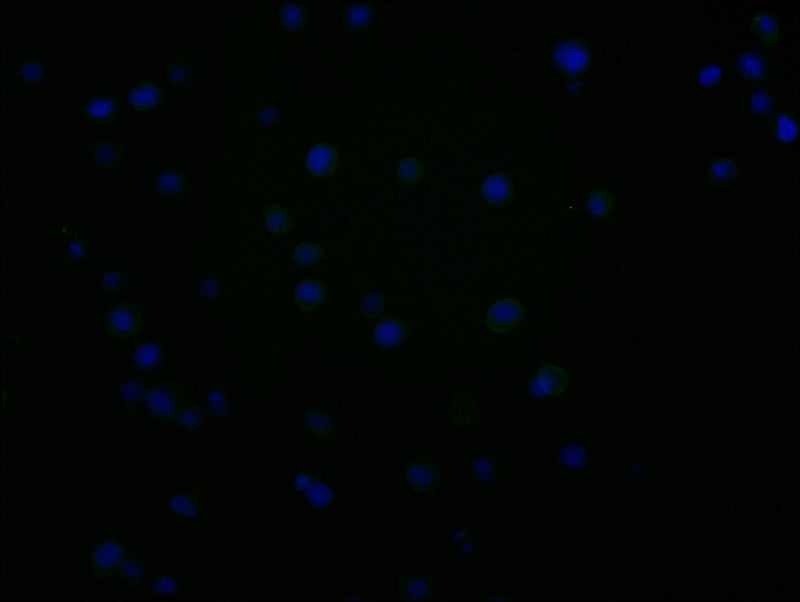 Immunofluorescence staining of JK cells with CD48 Monoclonal Antibody at 1:100, counter-stained with DAPI. The cells were fixed in 4% formaldehyde and blocked in 10% normal Goat Serum. The cells were incubated with the antibody overnight at 4°C. Nuclear DNA was labeled in blue with DAPI. The secondary antibody was FITC-conjugated AffiniPure Goat Anti-Mouse IgG (H+L).