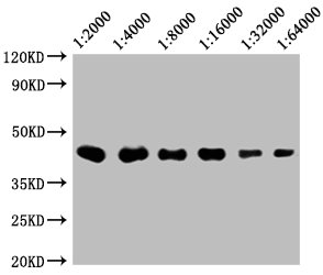 Western Blot Positive WB detected in: 20μg Raji whole cell lysate  CD48 antibody at 1:2000, 1:4000, 1:8000, 1:16000, 1:32000, 1:64000 Secondary Goat polyclonal to mouse IgG at 1/50000 dilution Predicted band size: 28, 20 KDa Observed band size: 43 KDa Exposure time:5min