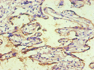 Immunohistochemical of paraffin-embedded human placenta tissue using CD59 Monoclonal Antibody (2E11-2B5)  at dilution of 1:200.