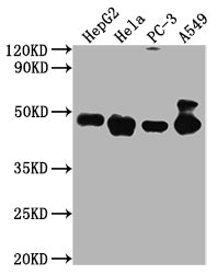 Western Blot  | Positive WB detected in: HepG2 whole cell lysate, Hela whole cell lysate, PC-3 whole cell lysate, A549 whole cell lysate    | All lanes PD-L2 antibody at 1:2000  | Secondary  | Goat polyclonal to mouse IgG at 1/50000 dilution  | Predicted band size: 31,21 KDa  | Observed band size: 45-50 KDa  | Exposure time:5min