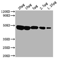 Western Blot  | Positive WB detected in: Hela whole cell lysate at 20μg, 10μg, 5μg, 2.5μg, 1.25μg   | All lanes: PD-L2 antibody at 1:2000  | Secondary  | Goat polyclonal to mouse IgG at 1/50000 dilution  | Predicted band size: 31,21 KDa  | Observed band size: 45-50 KDa  | Exposure time:5min