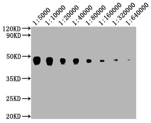 Western Blot  | Positive WB detected in: 15μg hela whole cell lysate  PD-L2 antibody at 1:5000, 1:10000, 1:20000, 1:40000, 1:80000, 1:160000, 1:320000, 1:640000  | Secondary  | Goat polyclonal to mouse IgG at 1/50000 dilution  | Predicted band size: 31,21 KDa  | Observed band size: 45-50 KDa  | Exposure time:5min