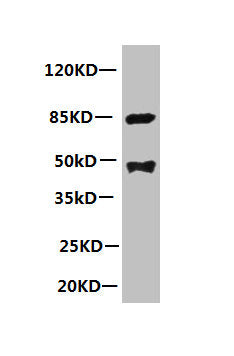 All lanes: Mouse anti-human Platelet-activating factor acetylhydrolase monoclonal Antibody at 1μg/ml  | Lane 1:mouse spleen tissue  | Secondary:HRP labeled Goat polyclonal to Mouse IgG at 1/3000 dilution  | Predicted band size : 48kd  | Observed band size : 48kd  | Additional bands at: 85kd