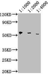 Western Blot  | Positive WB detected in: Hela whole cell lysate  | All lanes: PD-L1 antibody at 1:1000, 1:2000, 1:4000  | Secondary  | Goat polyclonal to Mouse IgG at 1/10000 dilution  | Predicted band size: 34, 21 kDa  | Observed band size: 55 kDa