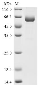 Greater than 95% as determined by SDS-PAGE.