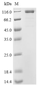 Greater than 90% as determined by SDS-PAGE.