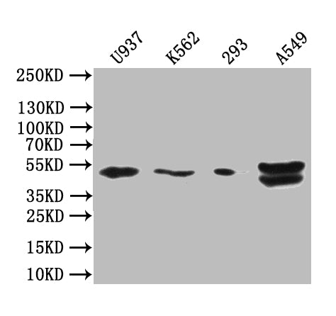 Western Blot Positive WB detected in: U937 whole cell lysate, K562 whole cell lysate, 293 whole cell lysate, A549 whole cell lysate All lanes: BTN3A1 antibody at 1: 1000 Secondary Goat polyclonal to rabbit IgG at 1/50000 dilution Predicted band size: 40-58 kDa Observed band size: 48 kDa