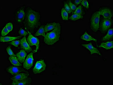 Immunofluorescent analysis of A549 cells using CD55 Antibody at dilution of 1:100 and Alexa Fluor 488-congugated AffiniPure Goat Anti-Rabbit IgG(H+L)