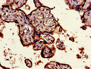 Immunohistochemistry of paraffin-embedded human placenta tissue using CD55 Antibody at dilution of 1:100