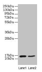 Western blot  | All lanes: CD59 antibody at 2µg/ml  | Lane 1: Mouse heart tissue  | Lane 2: NIH/3T3 whole cell lysate  | Secondary  | Goat polyclonal to rabbit IgG at 1/10000 dilution  | Predicted band size: 15 kDa  | Observed band size: 15 kDa