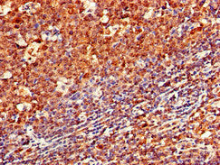 Immunohistochemistry of paraffin-embedded human tonsil tissue using the antibody at dilution of 1:100