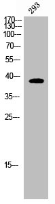 Western Blot analysis of COS7 cells using DNAM-1 Polyclonal Antibody