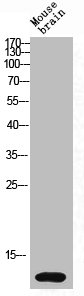 Western Blot analysis of mouse-brain cells using DNAM-1 Polyclonal Antibody