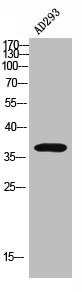 Western Blot analysis of AD293 using DNAM-1 Polyclonal Antibody