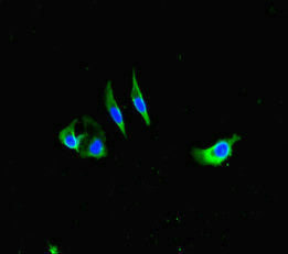 Immunofluorescent analysis of Hela cells using FCER1A Antibody at dilution of 1:100 and Alexa Fluor 488-congugated AffiniPure Goat Anti-Rabbit IgG(H+L)