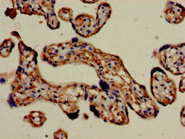 Immunohistochemistry of paraffin-embedded human placenta tissue using the antibody at dilution of 1:100