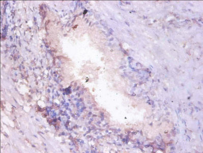 Immunohistochemistry of paraffin-embedded human prostate tissue using PSMA7 Antibody at dilution of 1:100