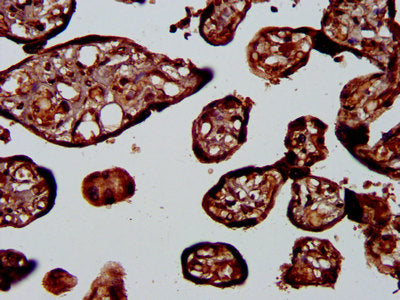 IHC image of PLA1A Antibody diluted at 1:400 and staining in paraffin-embedded human placenta tissue performed on a Leica BondTM system. After dewaxing and hydration, antigen retrieval was mediated by high pressure in a citrate buffer (pH 6.0). Section was blocked with 10% normal goat serum 30min at RT. Then primary antibody (1% BSA) was incubated at 4°C overnight. The primary is detected by a biotinylated secondary antibody and visualized using an HRP conjugated SP system.