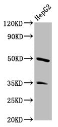 Western Blot  | Positive WB detected in: HepG2 whole cell lysate  | All lanes: PLA1A antibody at 3.4µg/ml  | Secondary  | Goat polyclonal to rabbit IgG at 1/50000 dilution  | Predicted band size: 50, 41, 48, 32 kDa  | Observed band size: 50 kDa