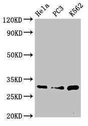 Western Blot | Positive WB detected in: Hela whole cell lysate, PC-3 whole cell lysate, K562 whole cell lysate | All lanes: PSMA1 antibody at 3.4μg/ml | Secondary | Goat polyclonal to rabbit IgG at 1/50000 dilution | Predicted band size: 30, 31 kDa | Observed band size: 30 kDa