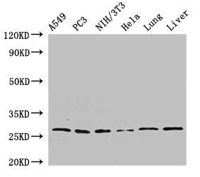 Western Blot | Positive WB detected in: A549 whole cell lysate, PC-3 whole cell lysate, NIH/3T3 whole cell lysate, Hela whole cell lysate, Rat lung tissue, Mouse liver tissue | All lanes: PSMA3 antibody at 2.7μg/ml | Secondary | Goat polyclonal to rabbit IgG at 1/50000 dilution | Predicted band size: 29, 28 kDa | Observed band size: 29 kDa