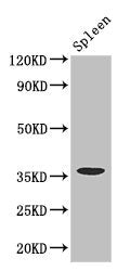 Western Blot | Positive WB detected in: Mouse spleen tissue | All lanes: FCGR2A antibody at 3.4μg/ml | Secondary | Goat polyclonal to rabbit IgG at 1/50000 dilution | Predicted band size: 36, 35 kDa | Observed band size: 36 kDa