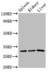 Western Blot  | Positive WB detected in: Rat spleen tissue, Rat kidney tissue, Rat liver tissue  | All lanes: CD27 antibody at 3.2µg/ml  | Secondary  | Goat polyclonal to rabbit IgG at 1/50000 dilution  | Predicted band size: 30 kDa  | Observed band size: 30 kDa