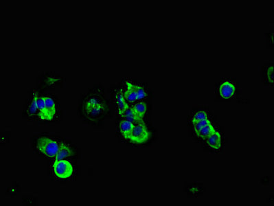 Immunofluorescent analysis of MCF-7 cells using MUC1 Antibody at dilution of 1:100 and Alexa Fluor 488-congugated AffiniPure Goat Anti-Rabbit IgG(H+L)