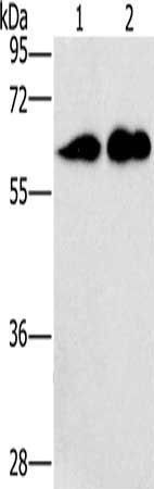 Gel: 10%SDS-PAGE, Lysate: 40 μg, Lane 1-2: Raji cells, lovo cells, Primary antibody: CD27 Antibody(CD27 Antibody) at dilution 1/701, Secondary antibody: Goat anti rabbit IgG at 1/8000 dilution, Exposure time: 1 minute