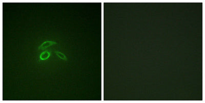 Immunofluorescence staining of methanol-fixed HepG2 cells using CD227/MUC1 (Phospho-Tyr1229) Antibody.