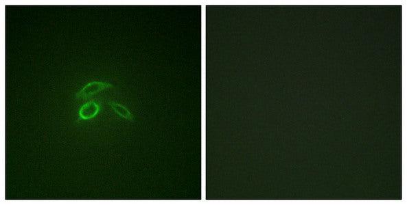 Immunofluorescence staining of methanol-fixed HepG2 cells using CD227/MUC1 (Phospho-Tyr1229) Antibody.