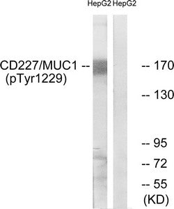 Western blot analysis of extracts from HepG2 cells treated with PMA using CD227/MUC1 (Phospho-Tyr1229) Antibody.The lane on the right is treated with the antigen-specific peptide.