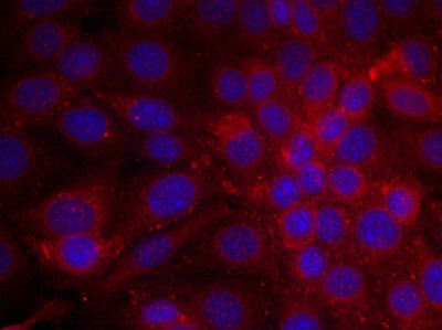 Immunofluorescence staining of methanol-fixed MCF cells using EGFR(Ab-1070) Antibody.