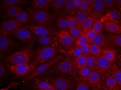 Immunofluorescence staining of methanol-fixed MCF cells using EGFR(Ab-1070) Antibody.