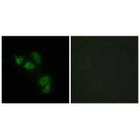 Immunofluorescence analysis of HepG2 cells, using MUC13 antibody.