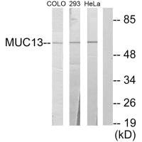 Western blot analysis of extracts from COLO cells, 293 cells and HeLa cells, using MUC13 antibody.