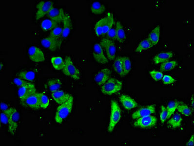 Immunofluorescent analysis of HepG2 cells using SLAMF1 Antibody at dilution of 1:100 and Alexa Fluor 488-congugated AffiniPure Goat Anti-Rabbit IgG(H+L)